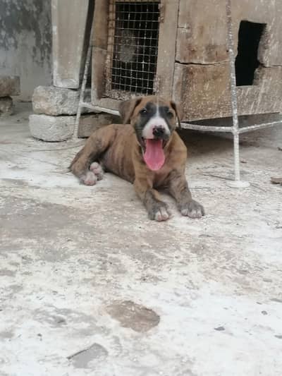 bully male puppy available for sale