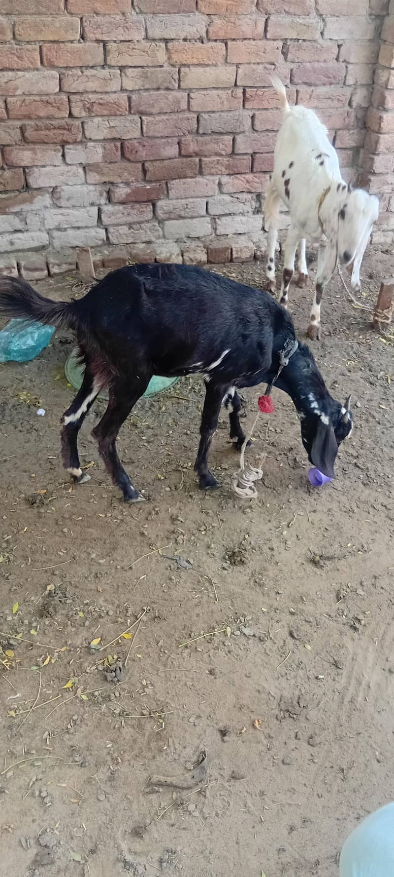 بکری برائے فروخت 0