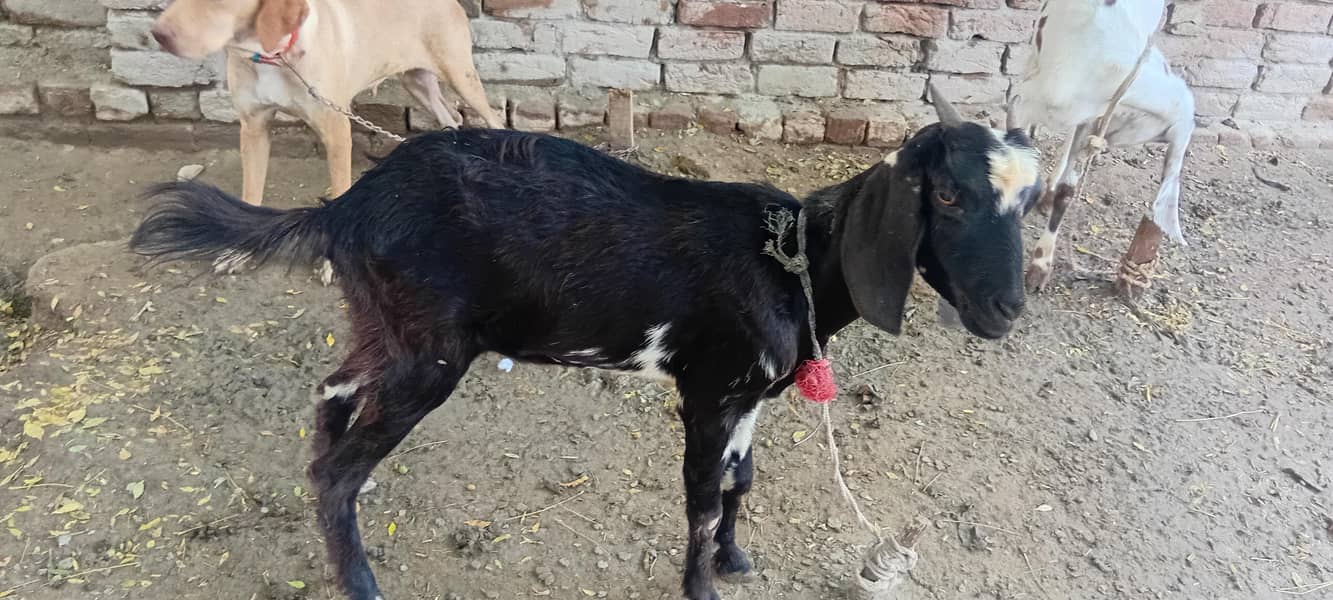 بکری برائے فروخت 1