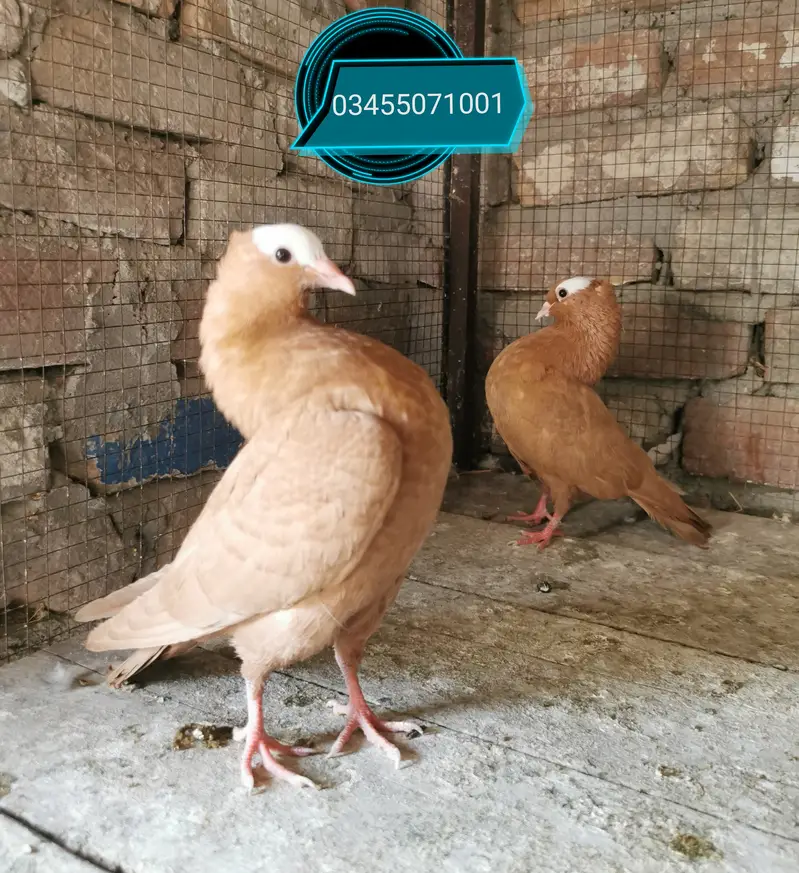Imported bloodline fancr pairs — photo 2