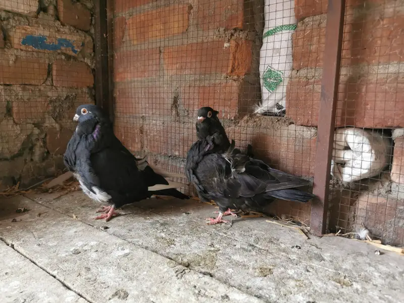 Imported bloodline fancr pairs — photo 4