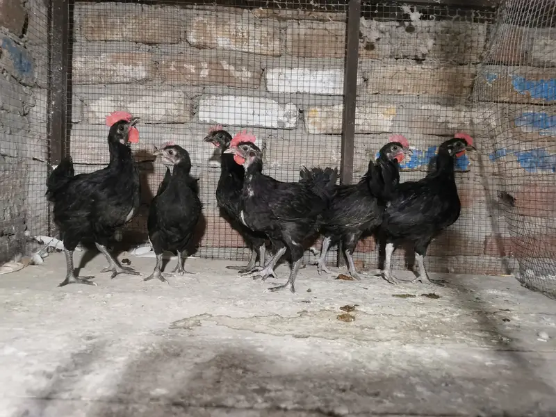 Imported bloodline fancr pairs — photo 5