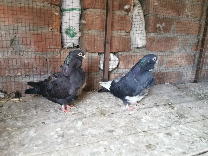 Imported bloodline fancr pairs — photo 6
