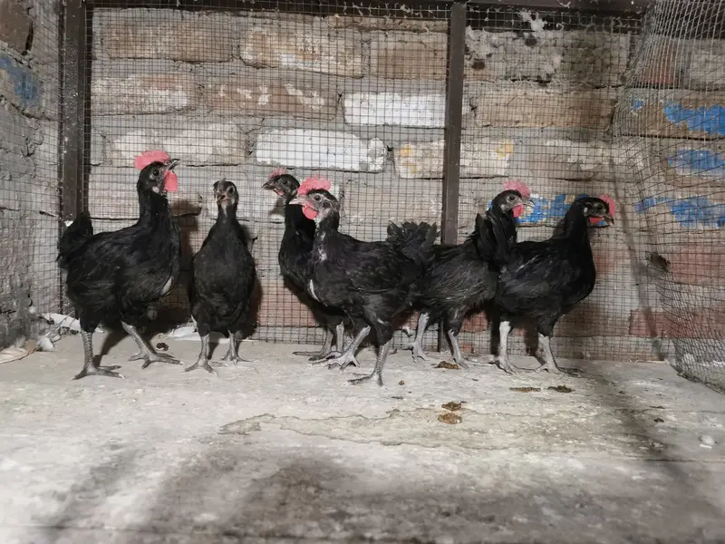 Imported bloodline fancr pairs — photo 9