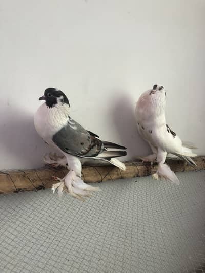 Beautiful pigeon