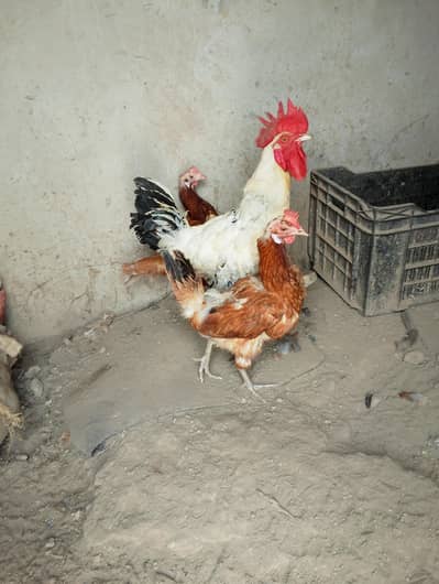 3 Hens 1 Cock