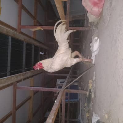 white heera