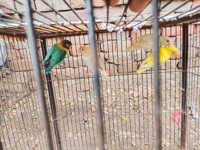 lovebirds and king size budgies for sale