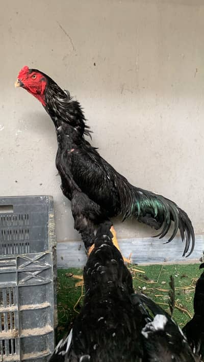 Black shamo Male