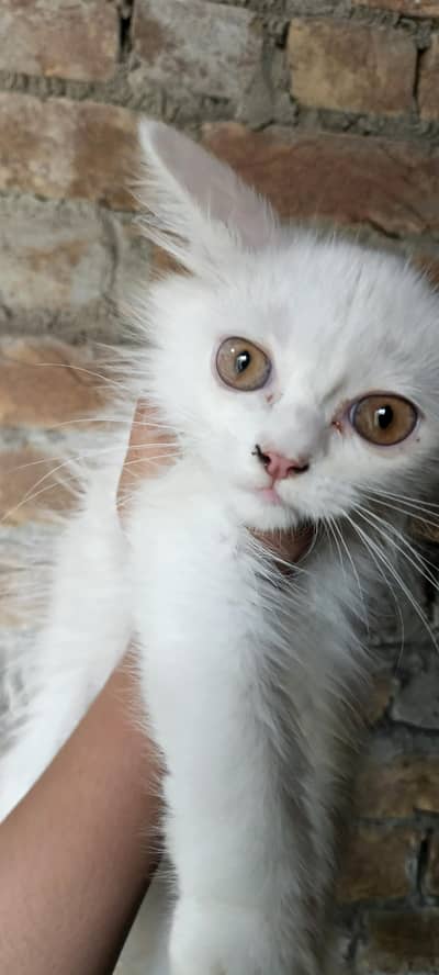 Piki face persian cat for sell