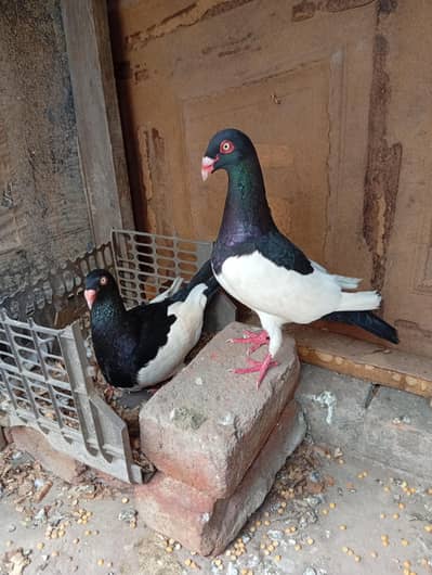 danish megpai pair with 2 chicks