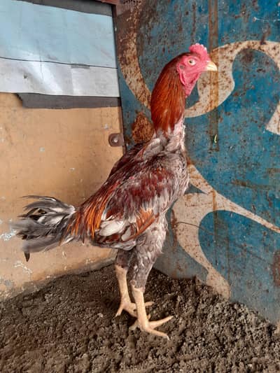 Barmi hint aseel pair available healthy