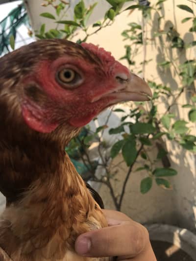 Thai and burmi cross female buyer contact 0 3 4 4 666627