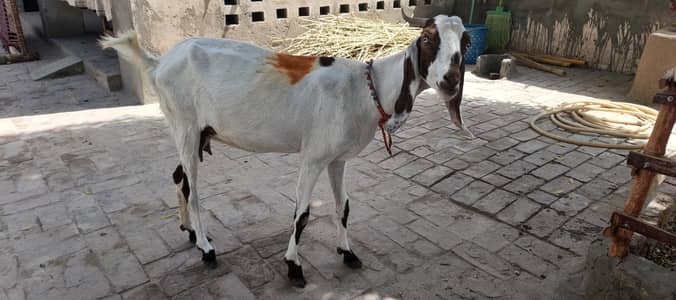 bakri for sale 2 month ki gaban milk wali goat per day milk 1kg