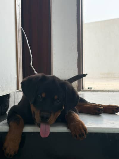 Rottweiller female pup for sale