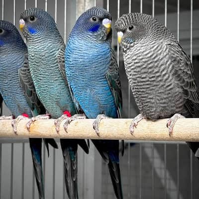Blackface budgies Required