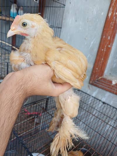 Heavy buff cochin chicks for sale (golden) read description