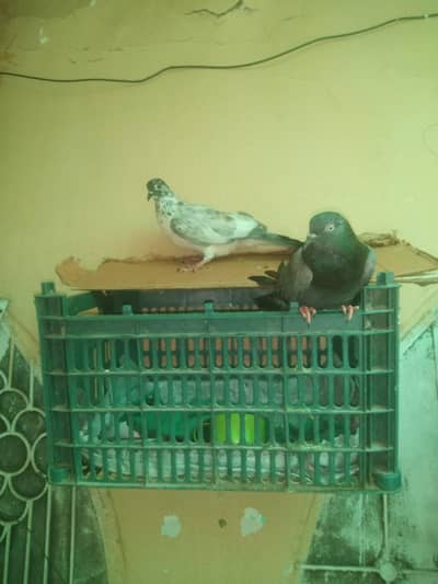 Uzair pigeon seller