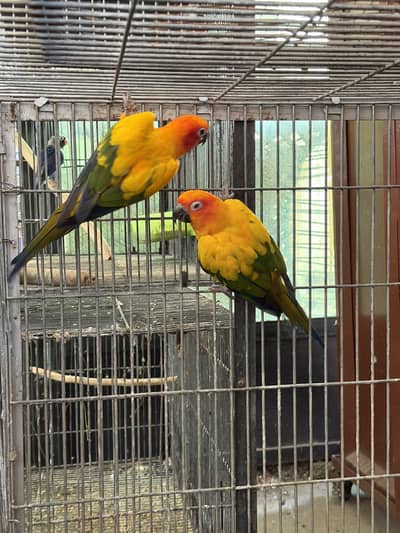 Beautiful and healthy sun conoure pair