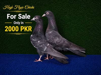 joro waly pigeon / Kabootar | Cage | Pinjra | Jory with cages. . . 1500pr