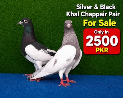 joro waly pigeon / Kabootar | Cage | Pinjra | Jory with cages. . . 1500pr