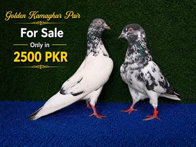 joro waly pigeon / Kabootar | Cage | Pinjra | Jory with cages. . . 1500pr