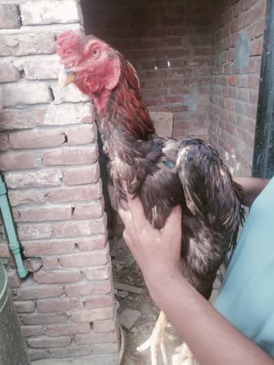 aseel murga