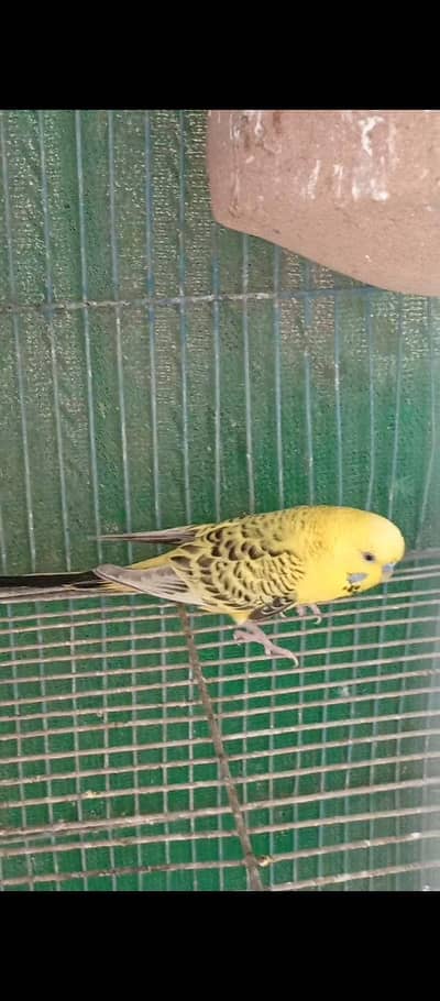Tcb and king size male