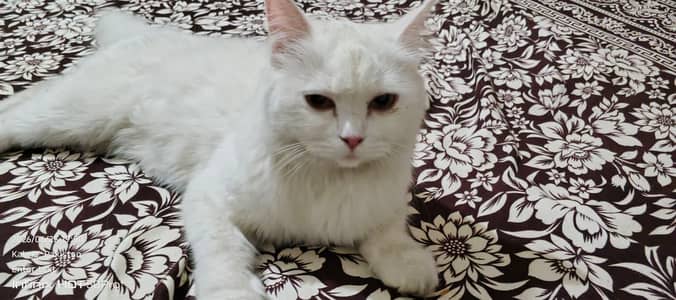 whith Persian cat urgent sale
