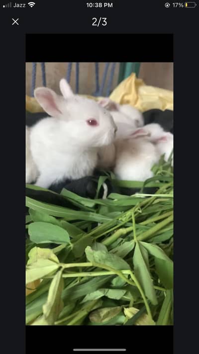 Red eye’s rabbit