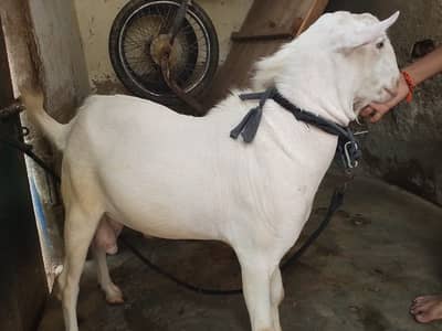 Gulabi nasal Goat Fiqis price,samama shopping mall center Sector 5L