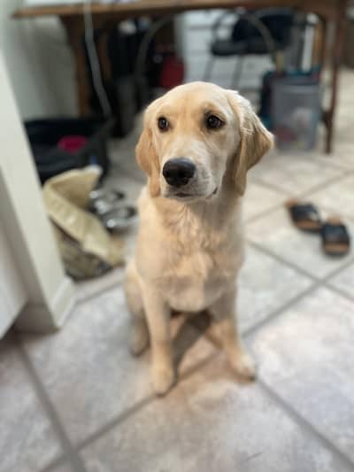 Retriever Non-pedigree