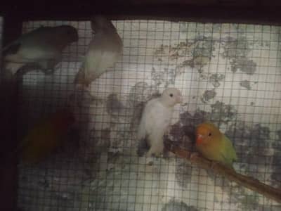 beautiful and healthy love bird Fisher and Jawa finches pair