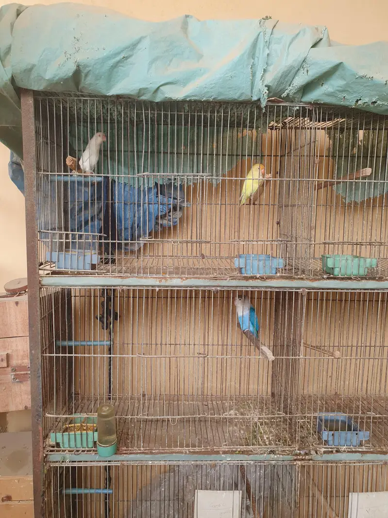 Cage for brids