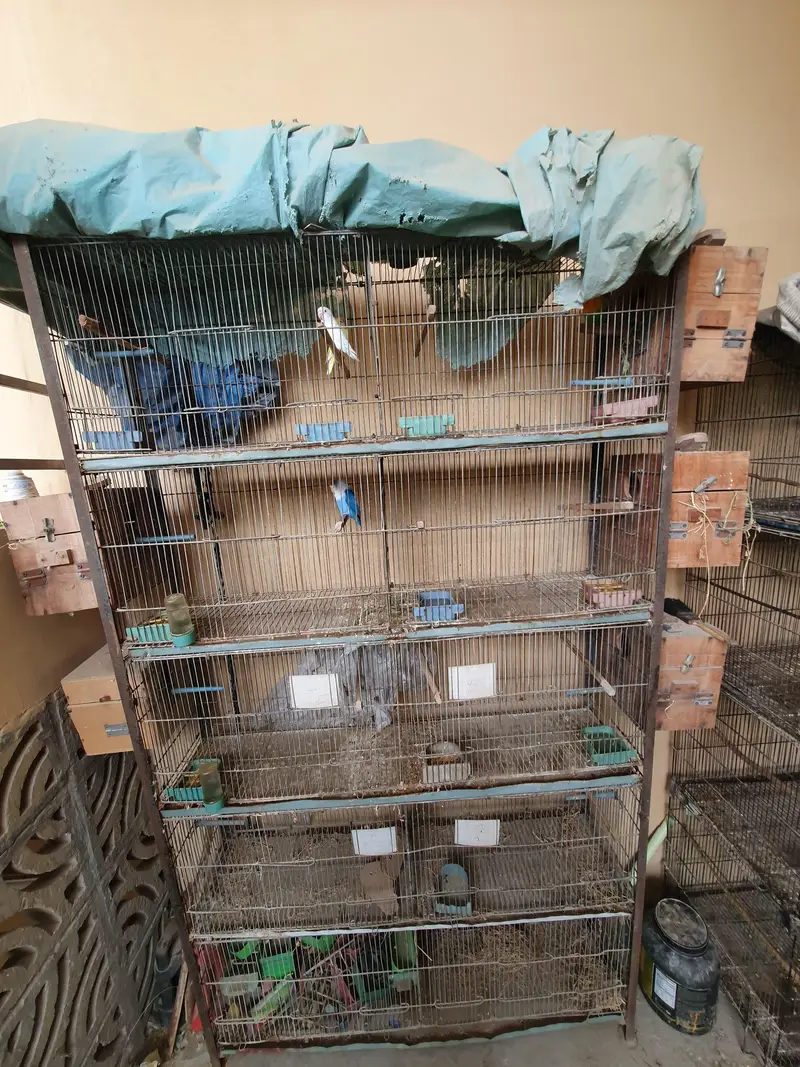 Cage for brids — photo 2