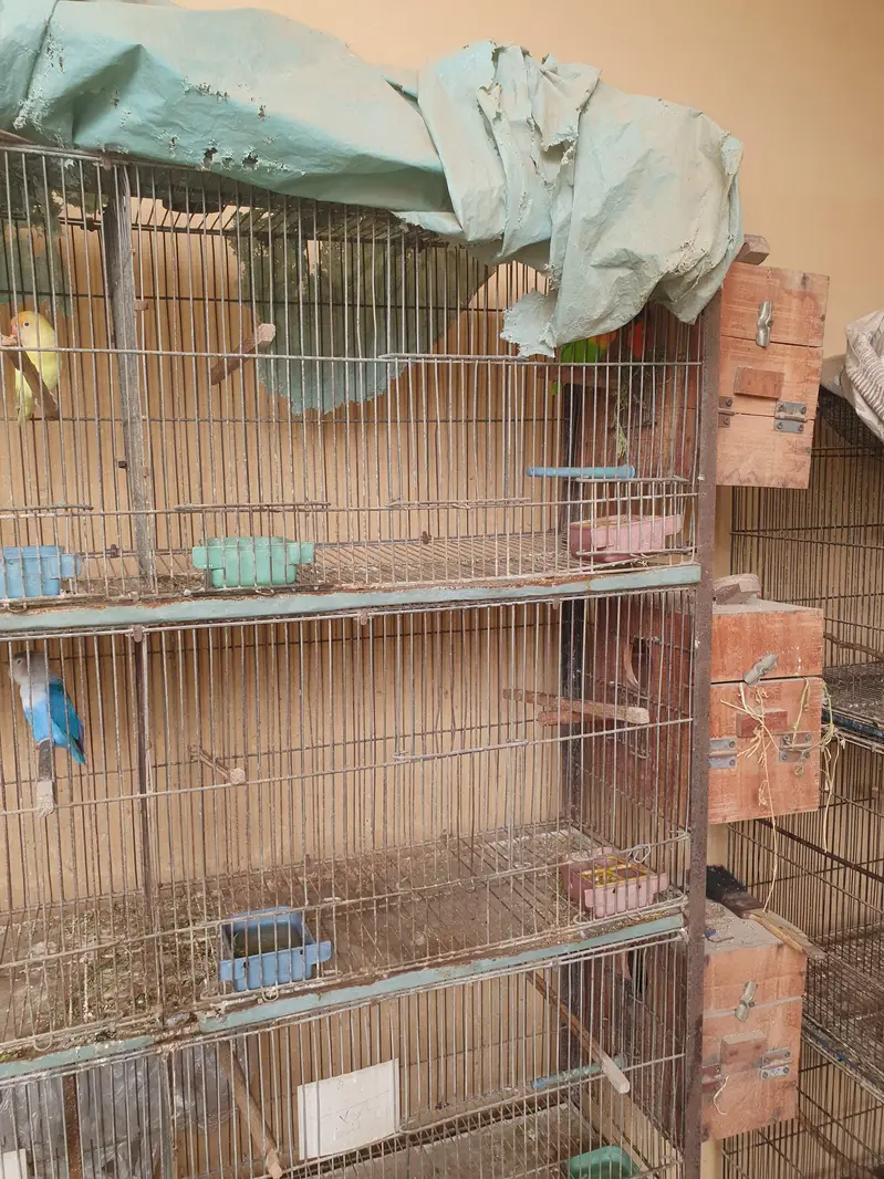 Cage for brids — photo 3
