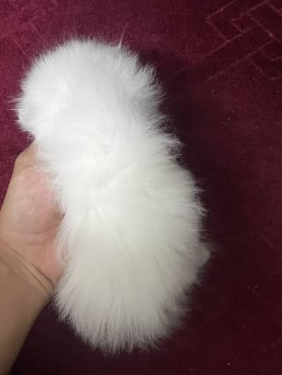 Pershian kitten fluffy