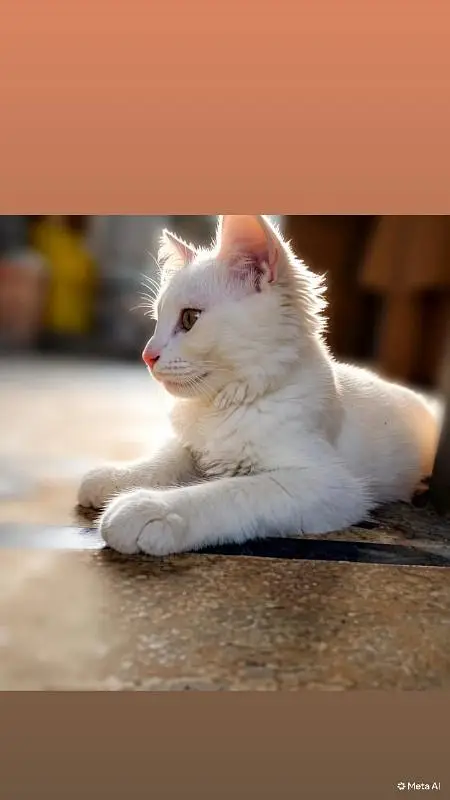 Cute CAt for sale