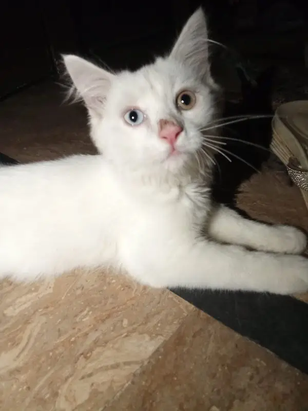 Cute CAt for sale — photo 2