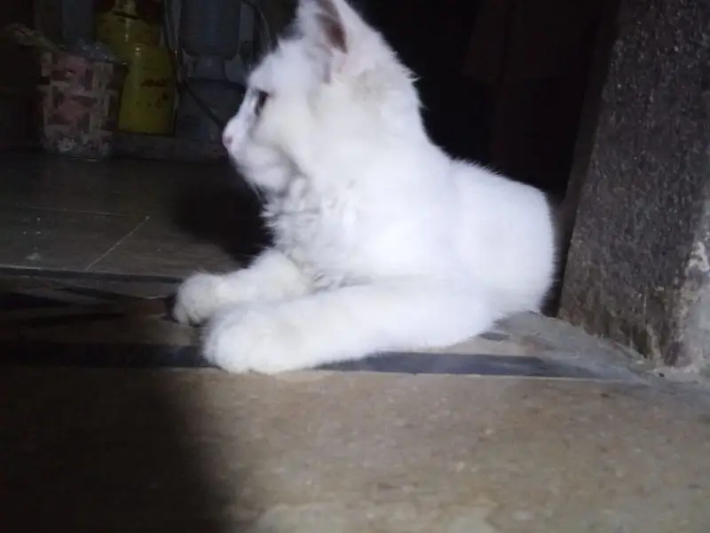 Cute CAt for sale — photo 3