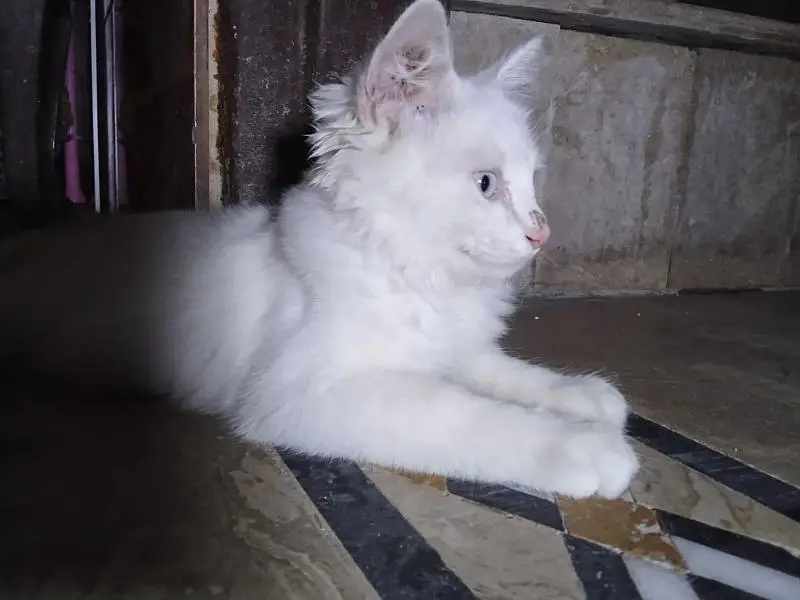 Cute CAt for sale — photo 4