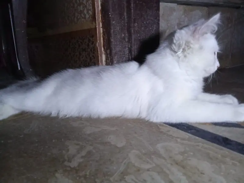 Cute CAt for sale — photo 5