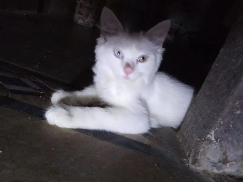 Cute CAt for sale — photo 6