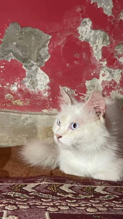 Beautiful Fluffy Blue-Eyed Long Hair Colorpoint Cat
