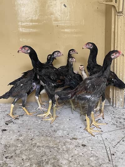 Shamo 6 males or 5 female