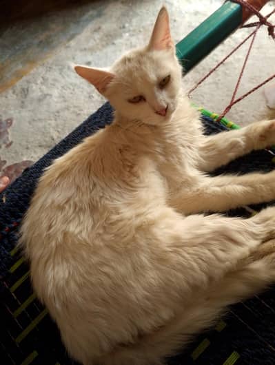 Persian cat