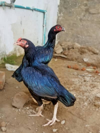 Asseal female exchange ho ja gi
