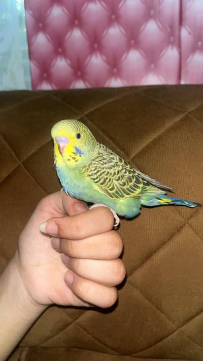 Hand tamed budgie baby
