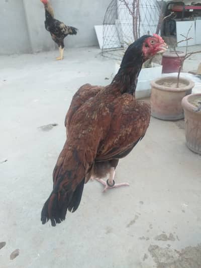 Pure Aseel Lakhi big size Egg lying Madi