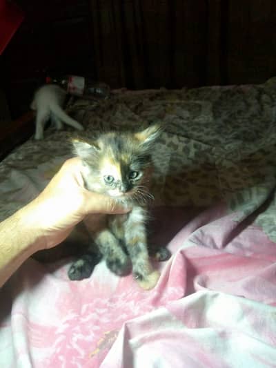 persian cat bady